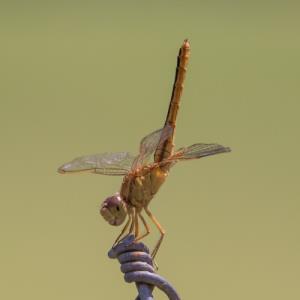 Common scarlet