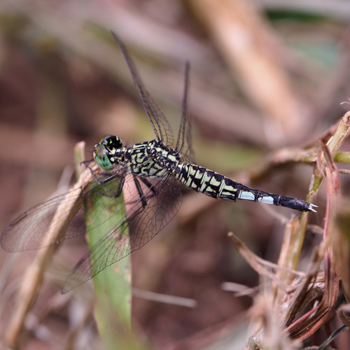 Trumpet tail