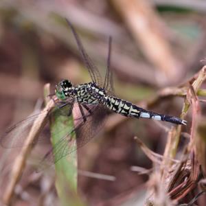 Trumpet tail
