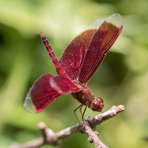 Common parasol