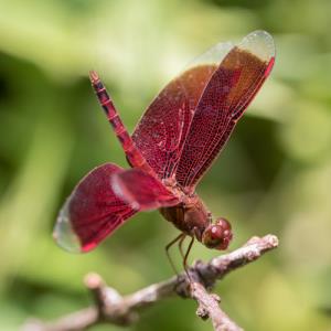 Common parasol