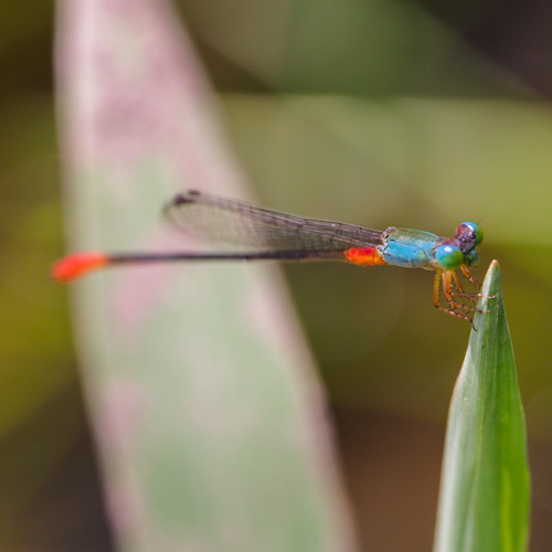 Ornate coraltail