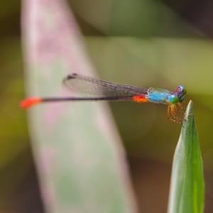 Ornate coraltail