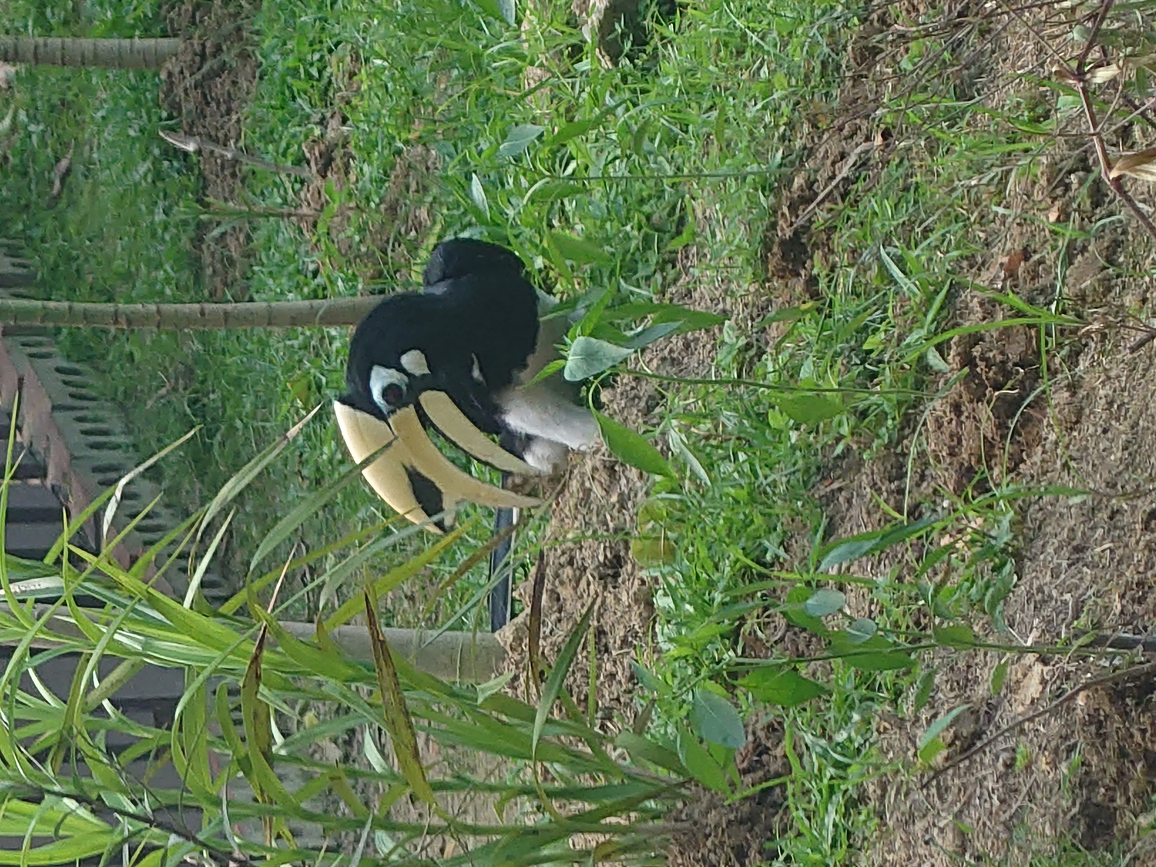 Oriental pied hornbill 