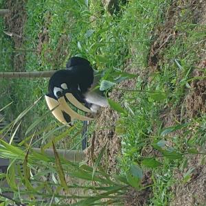 Oriental pied hornbill 