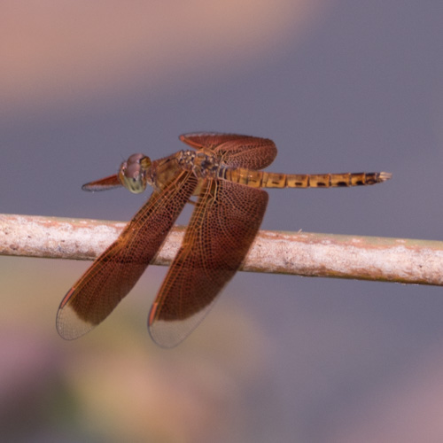 Common parasol