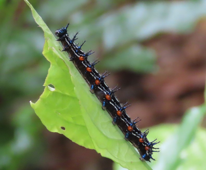 Autumn leaf caterpillar