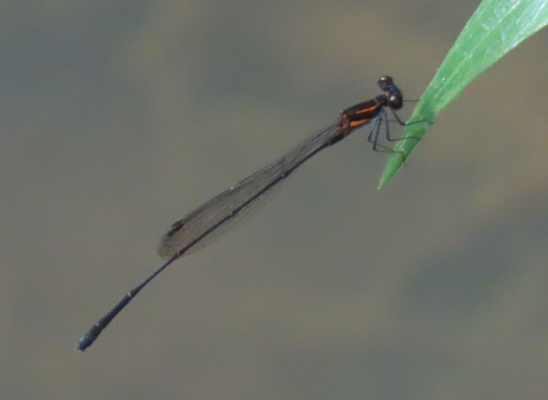 Orange-striped threadtail