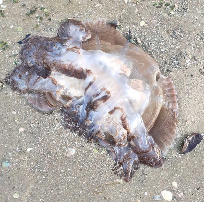 Warty jellyfish?