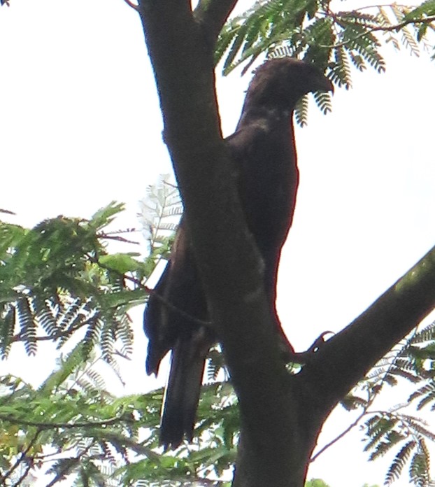 Changeable hawk-eagle