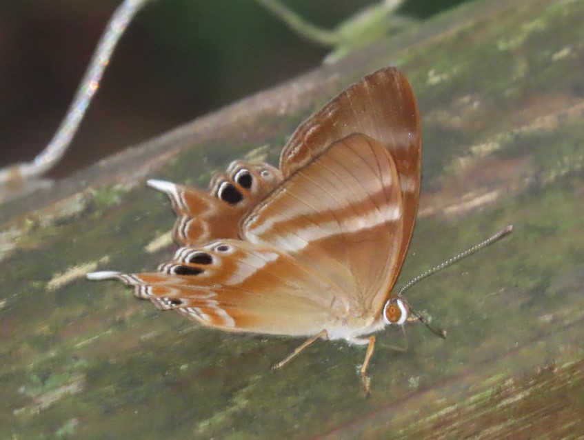 Malay tailed judy