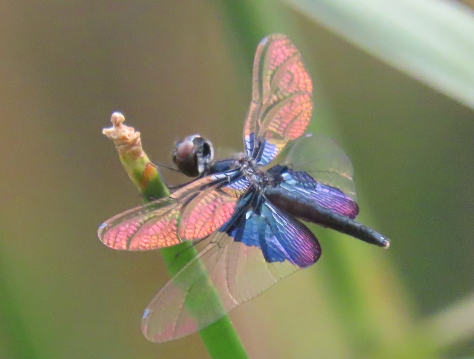 Sapphire flutterer