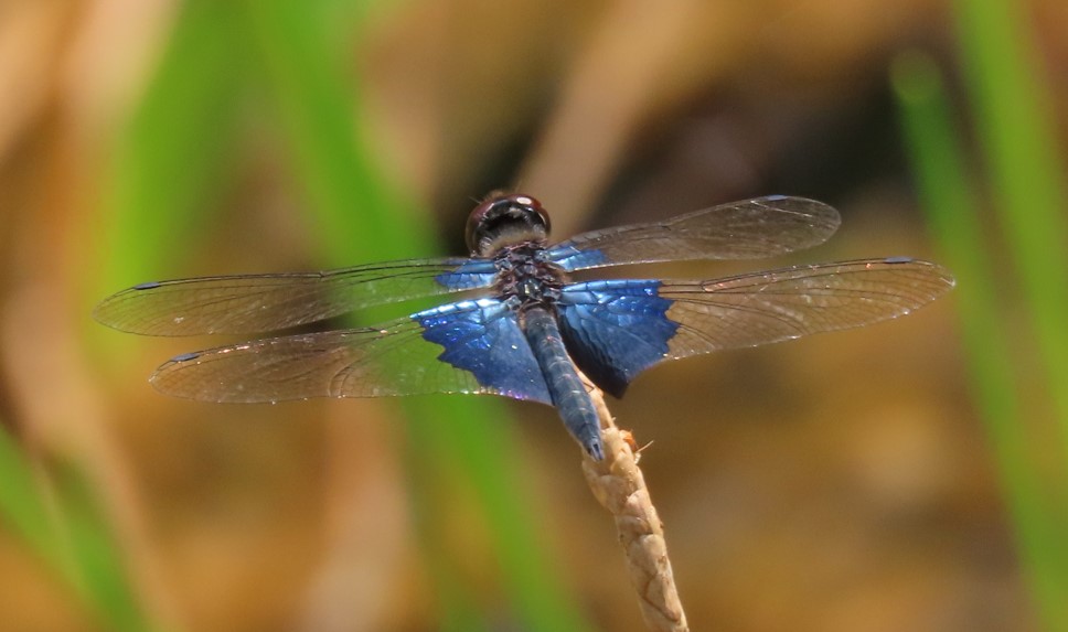 Sapphire flutterer