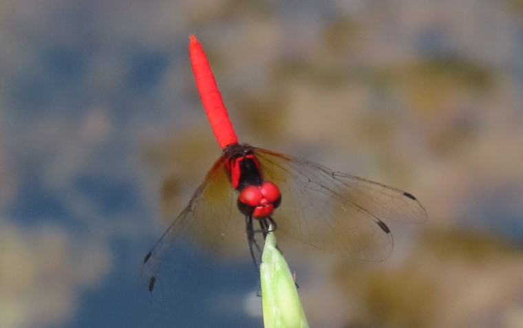 Scarlet pygmy 