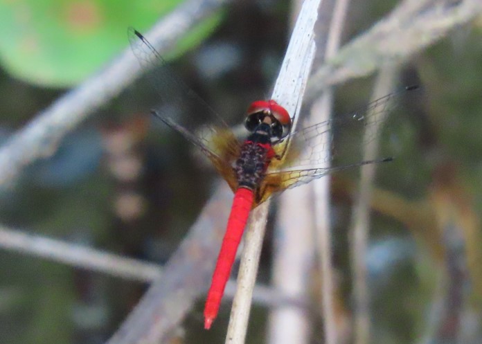 Scarlet pygmy 