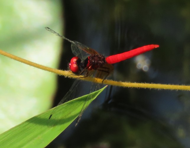 Scarlet pygmy 