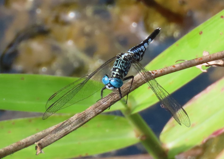 Trumpet tail