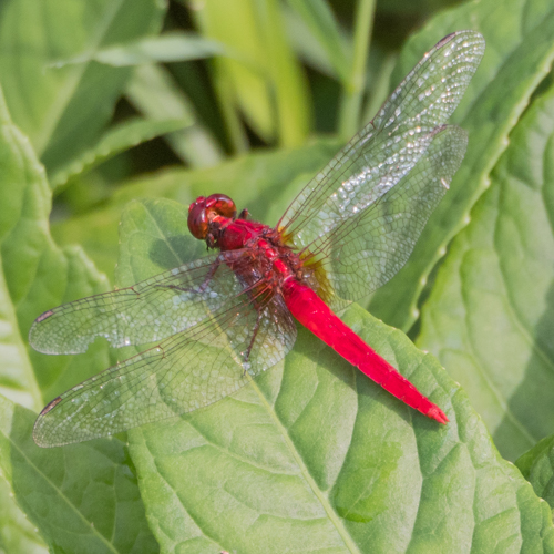 Common redbolt