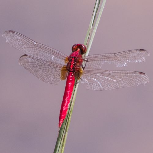 Common redbolt