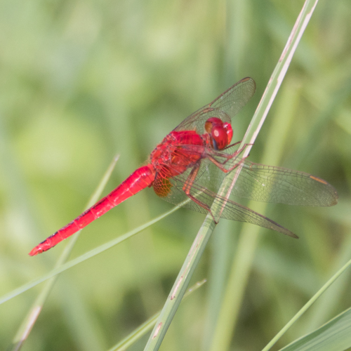 Common scarlet