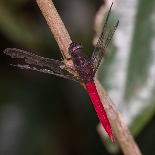 Spine-tufted skimmer