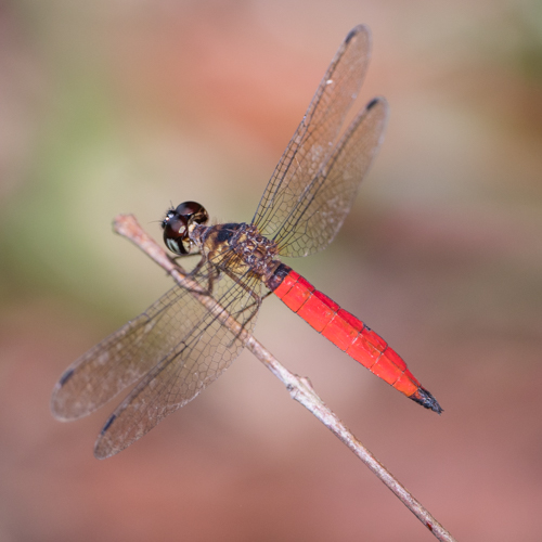 Variable sentinel