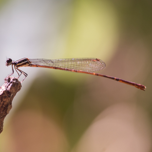 Crescent threadtail