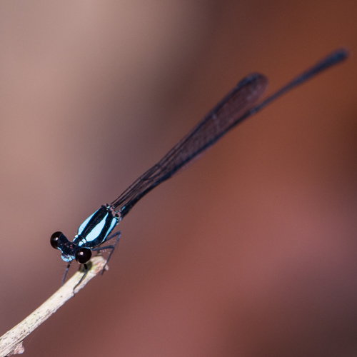 Crescent threadtail