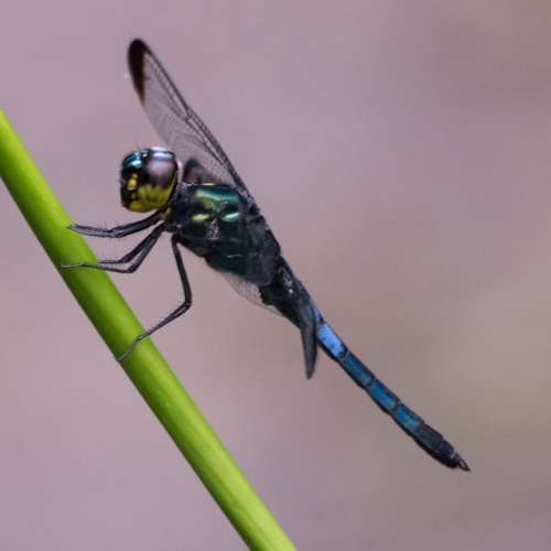 Dark-tipped forest skimmer