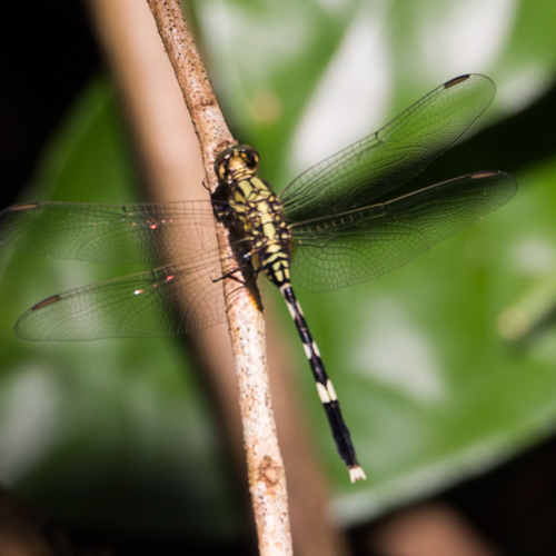 Variegated green skimmer