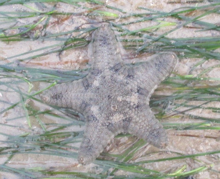Biscuit sea star
