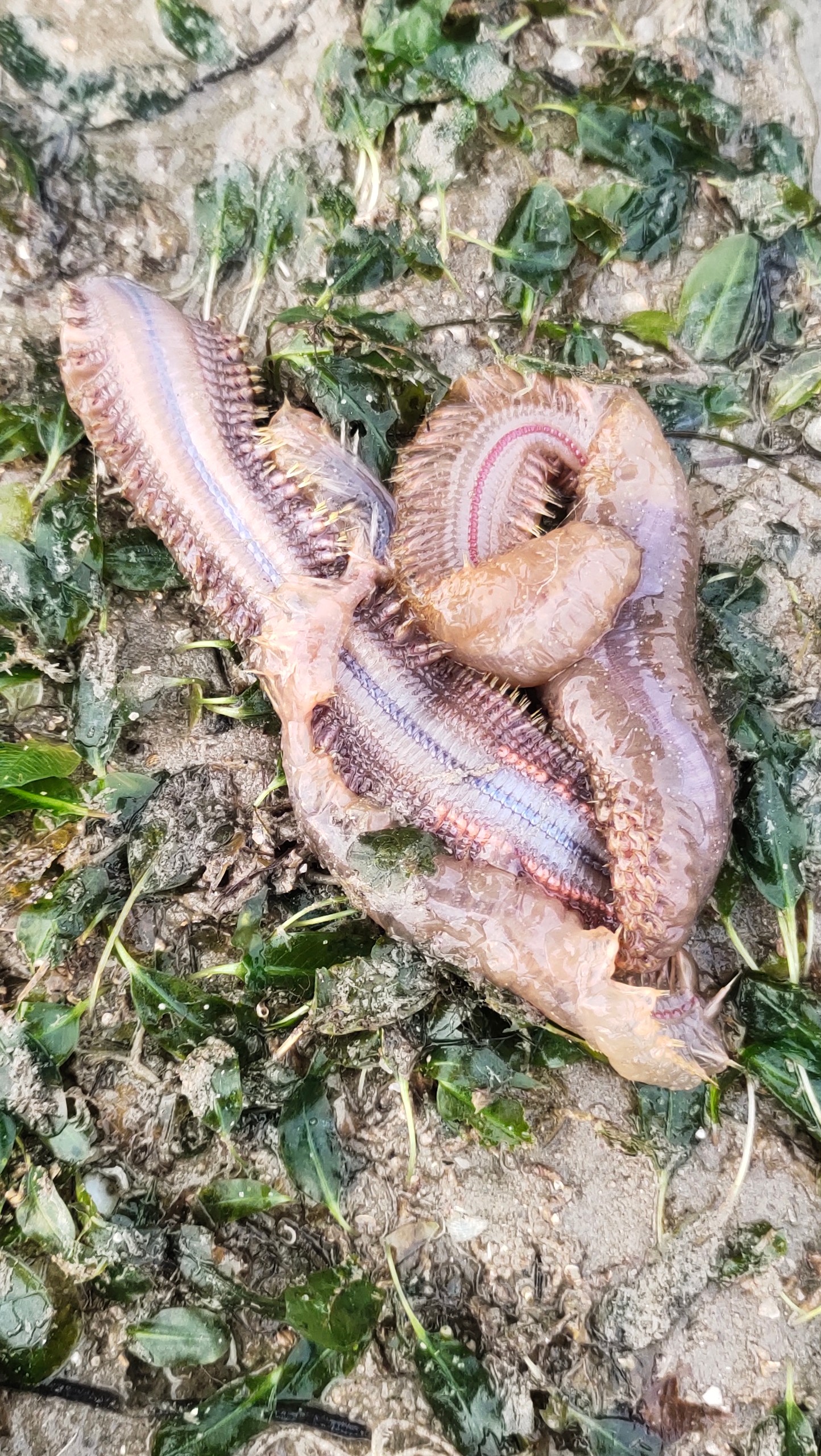 Reef bristleworm