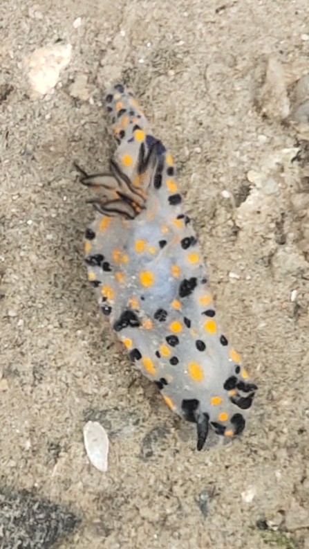 Kanga hypselodoris nudibranch 