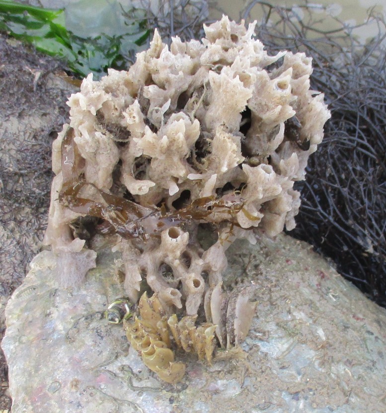 Spiky tubular sponge