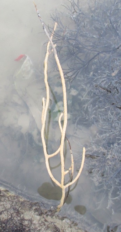 Candelabra sea fan