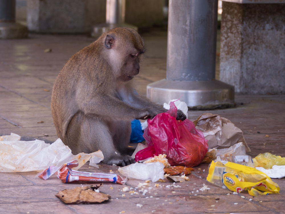Long-tailed macaque