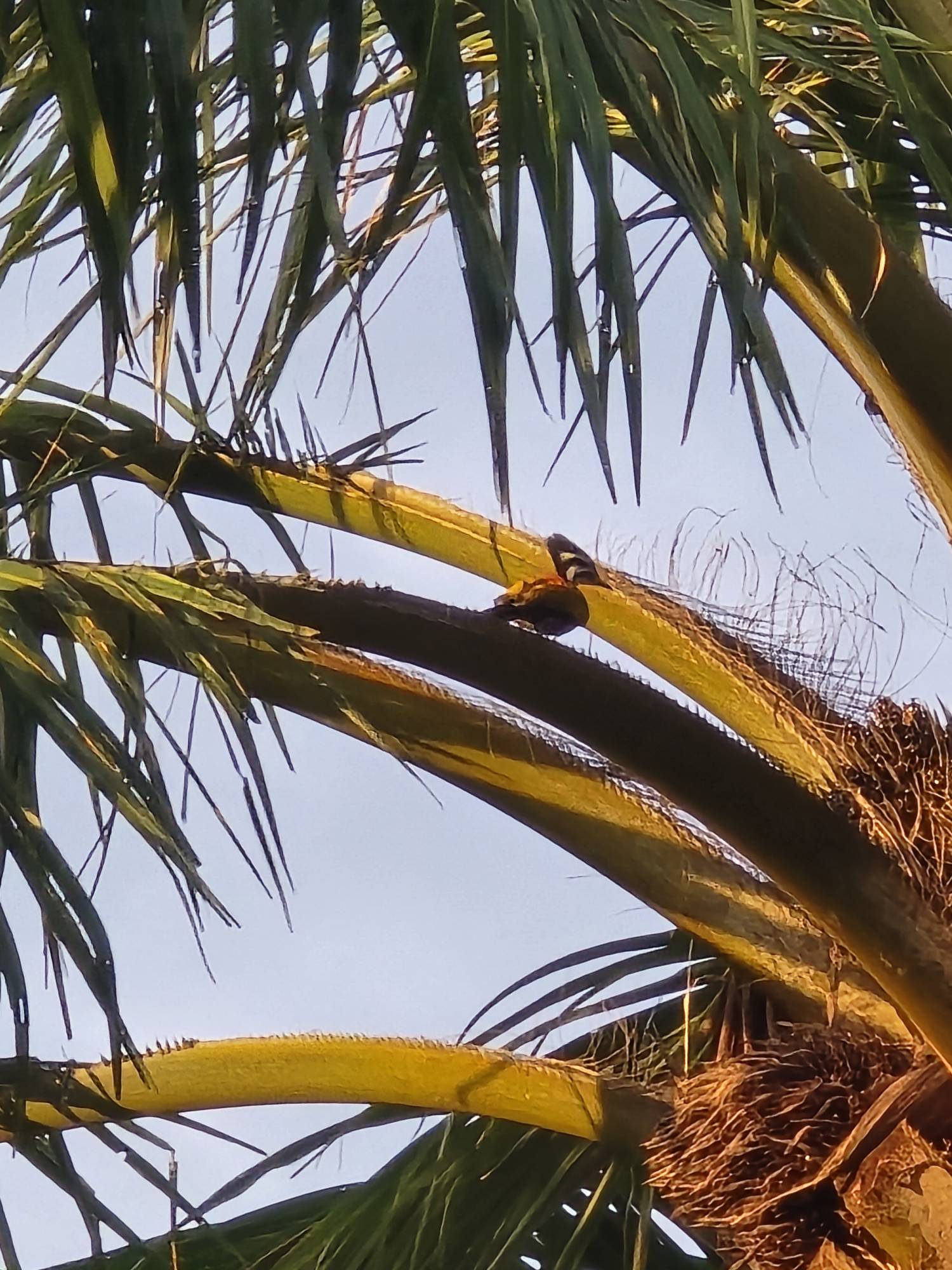 Common flameback