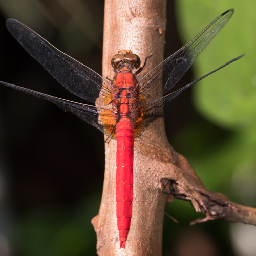 Scarlet skimmer