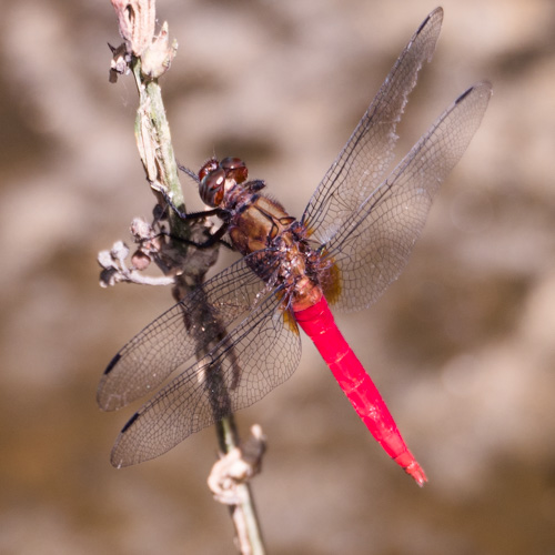 Spine-tufted skimmer