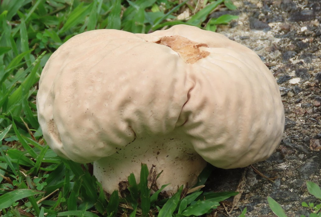Giant puffball mushroom