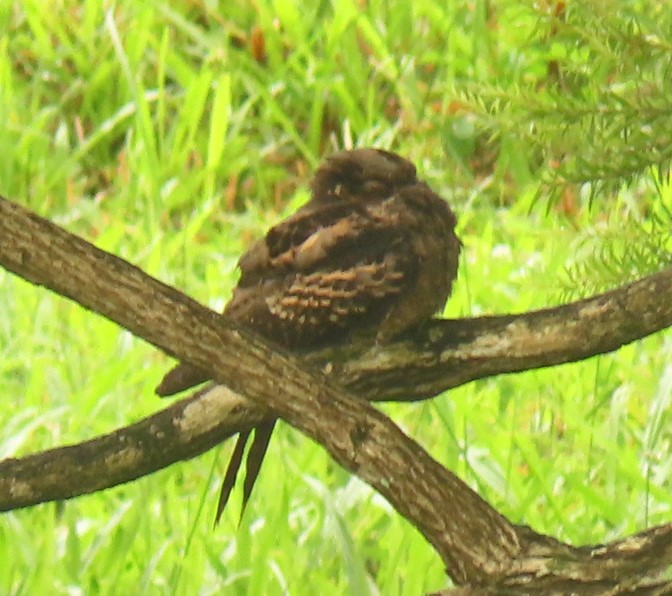 Large-tailed nightjar
