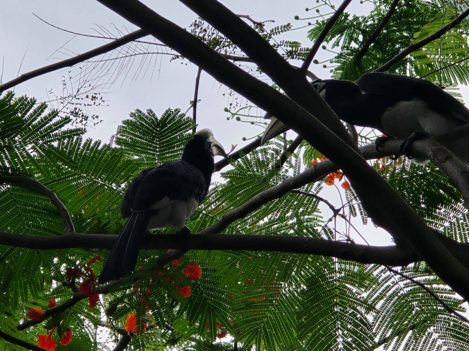 Hornbill 