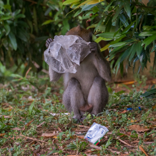 Long-tailed macaque