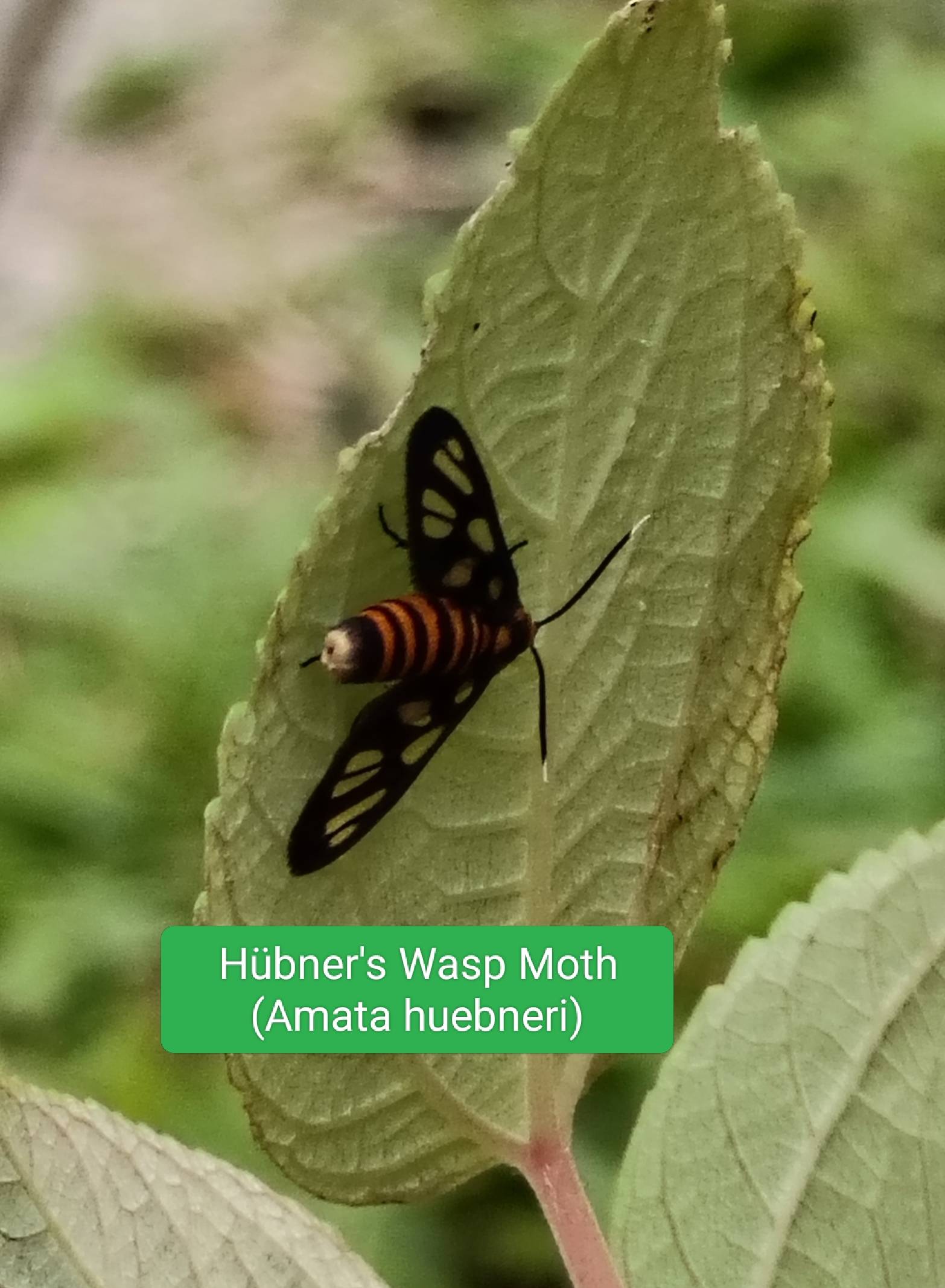 Amata huebneri - huber's wasp moth