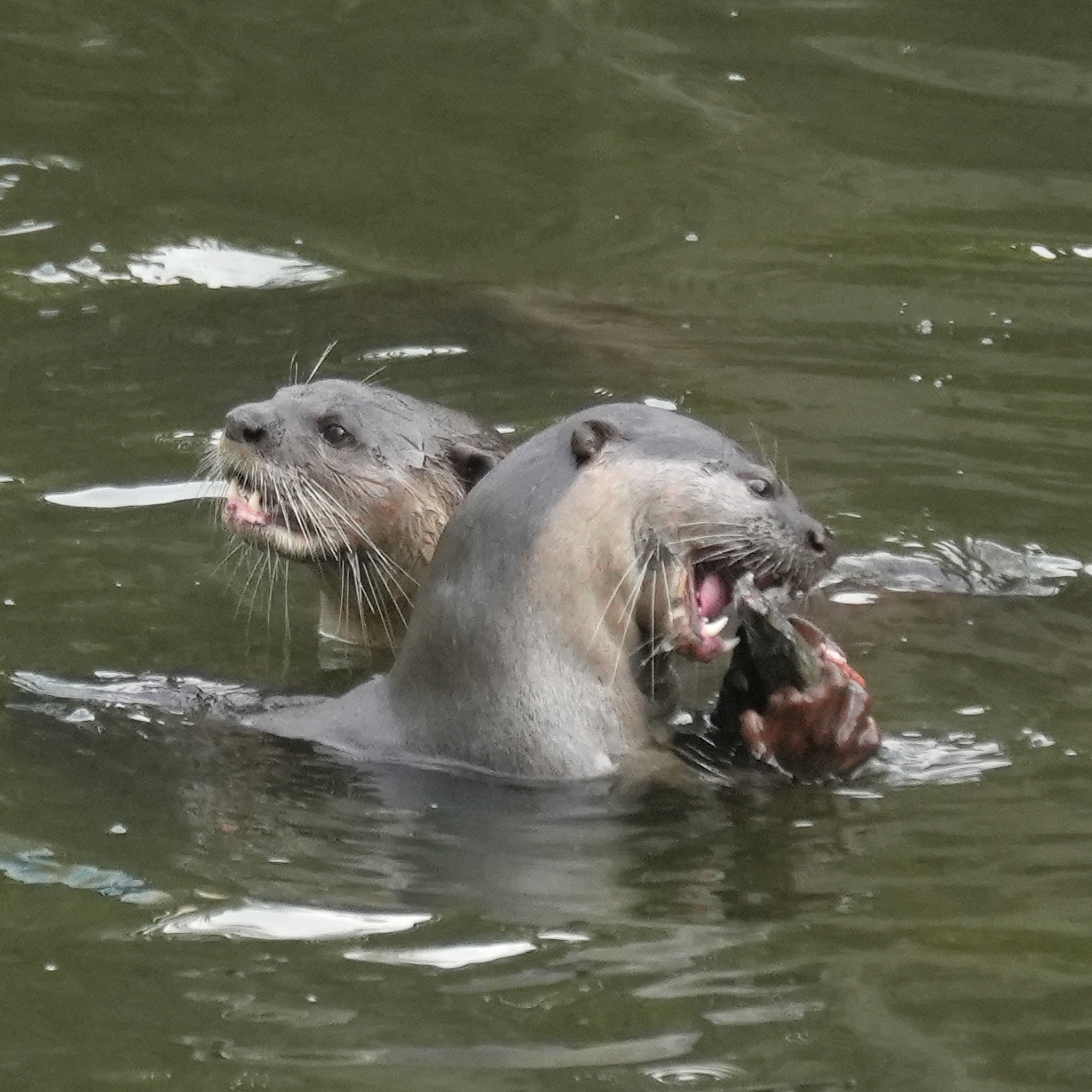 Smooth coated otter