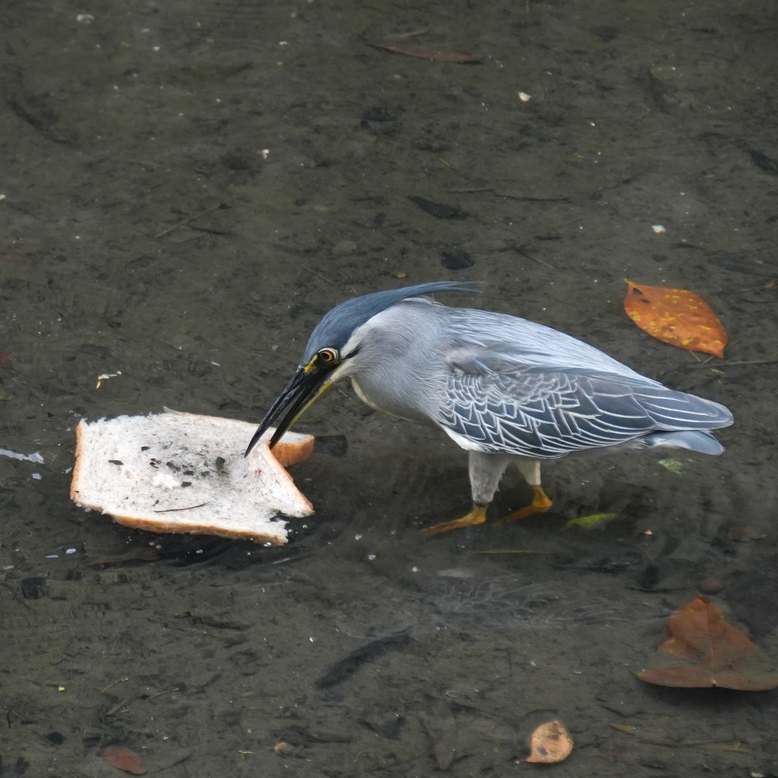 Striated heron