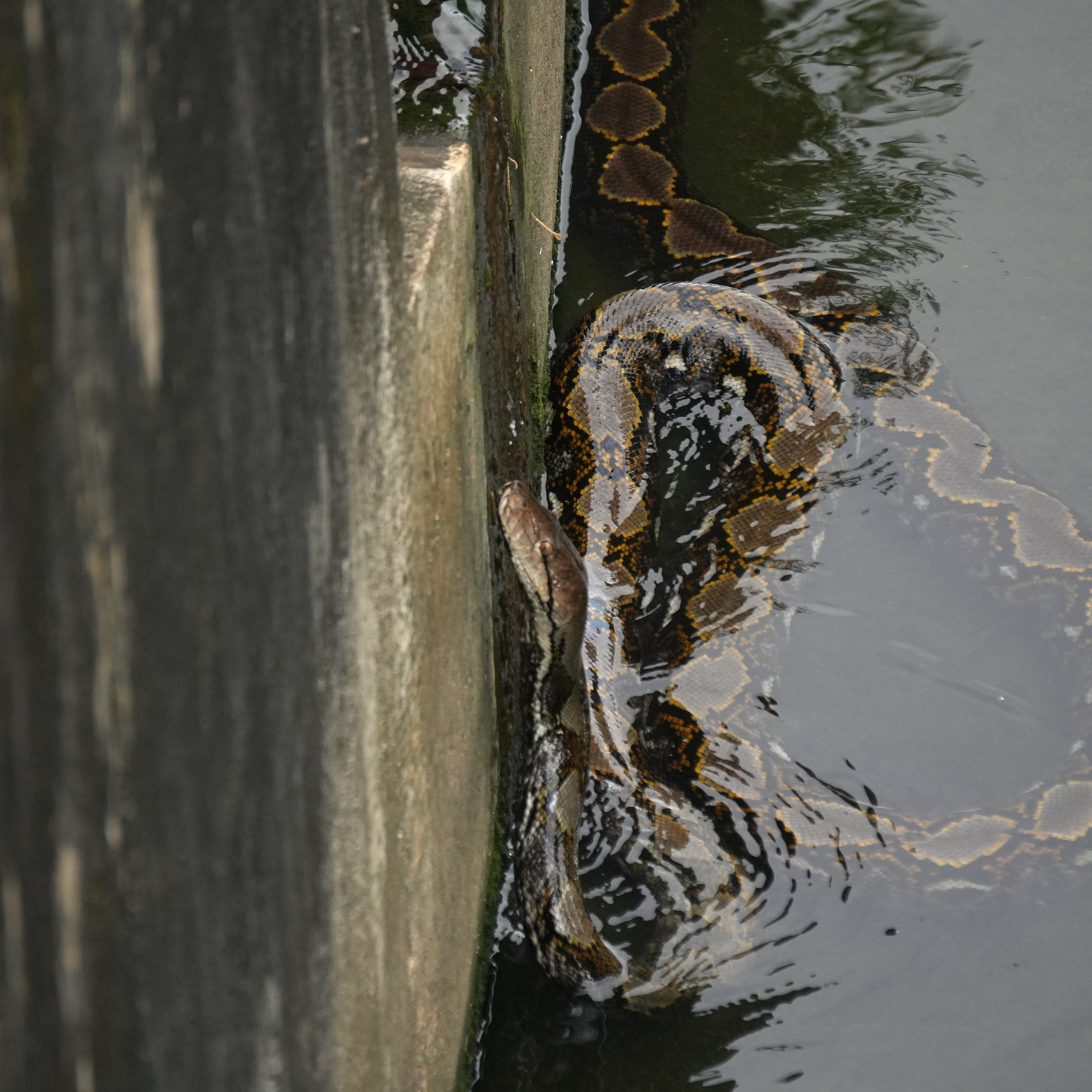 Reticulated python