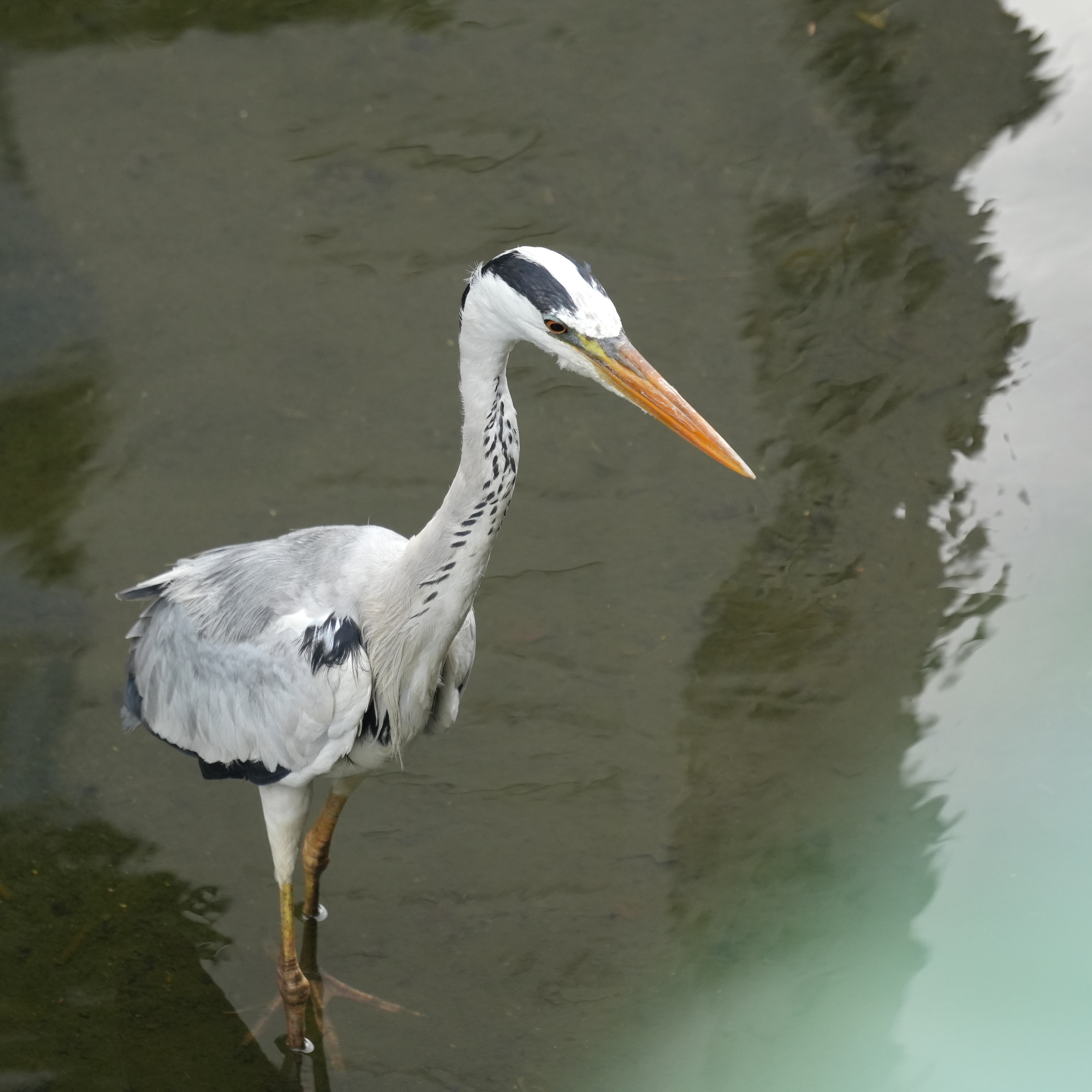 Grey heron