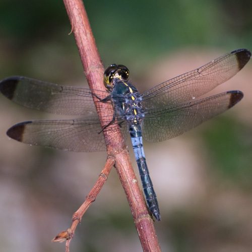 Dark-tipped forest-skimmer