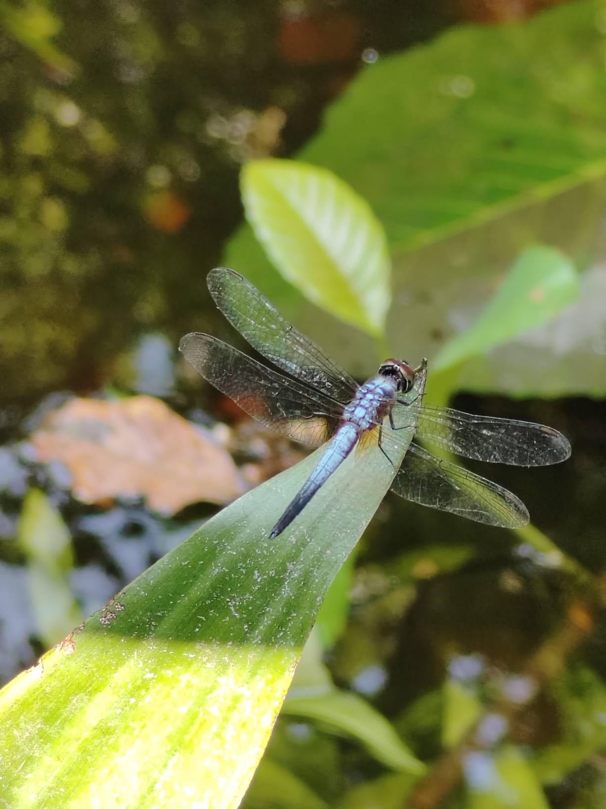 Brachydiplax chalybea (male) pond adjunct